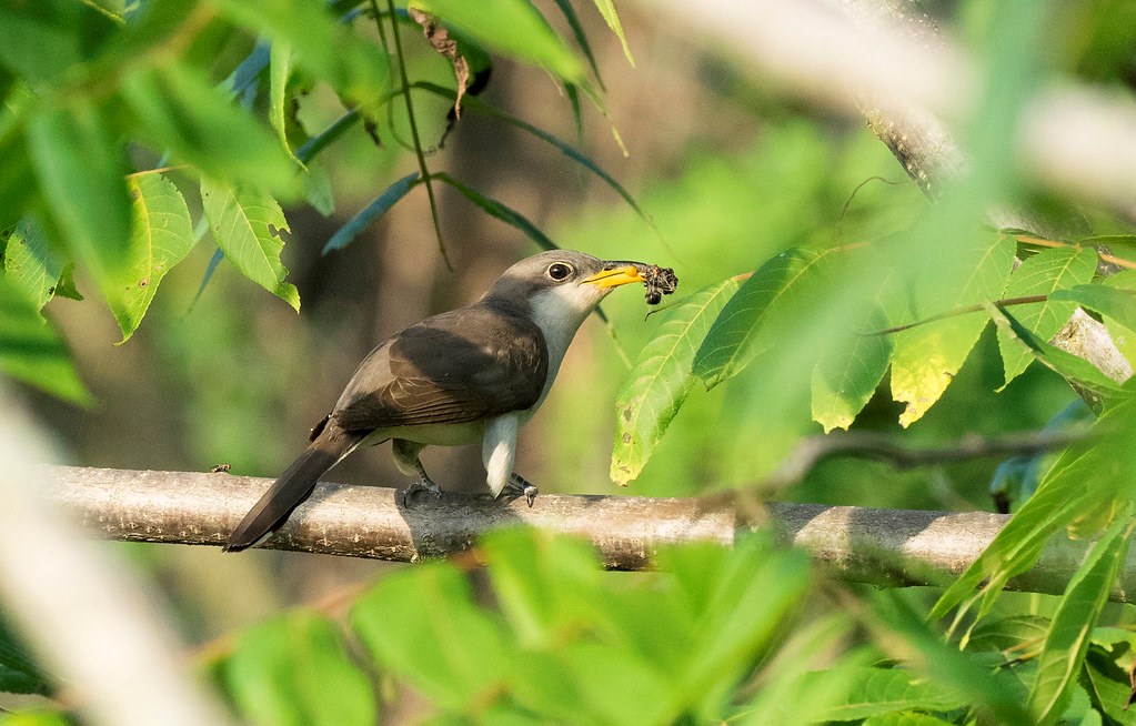 Yellow-billed Cuckoo by Andrew Weitzel