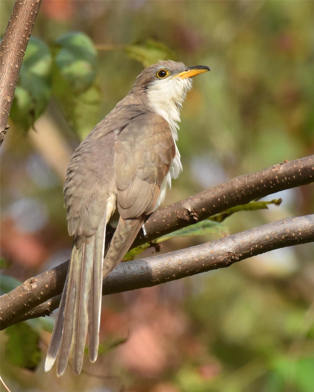 Yellow-billed Cuckoo perched on a branch