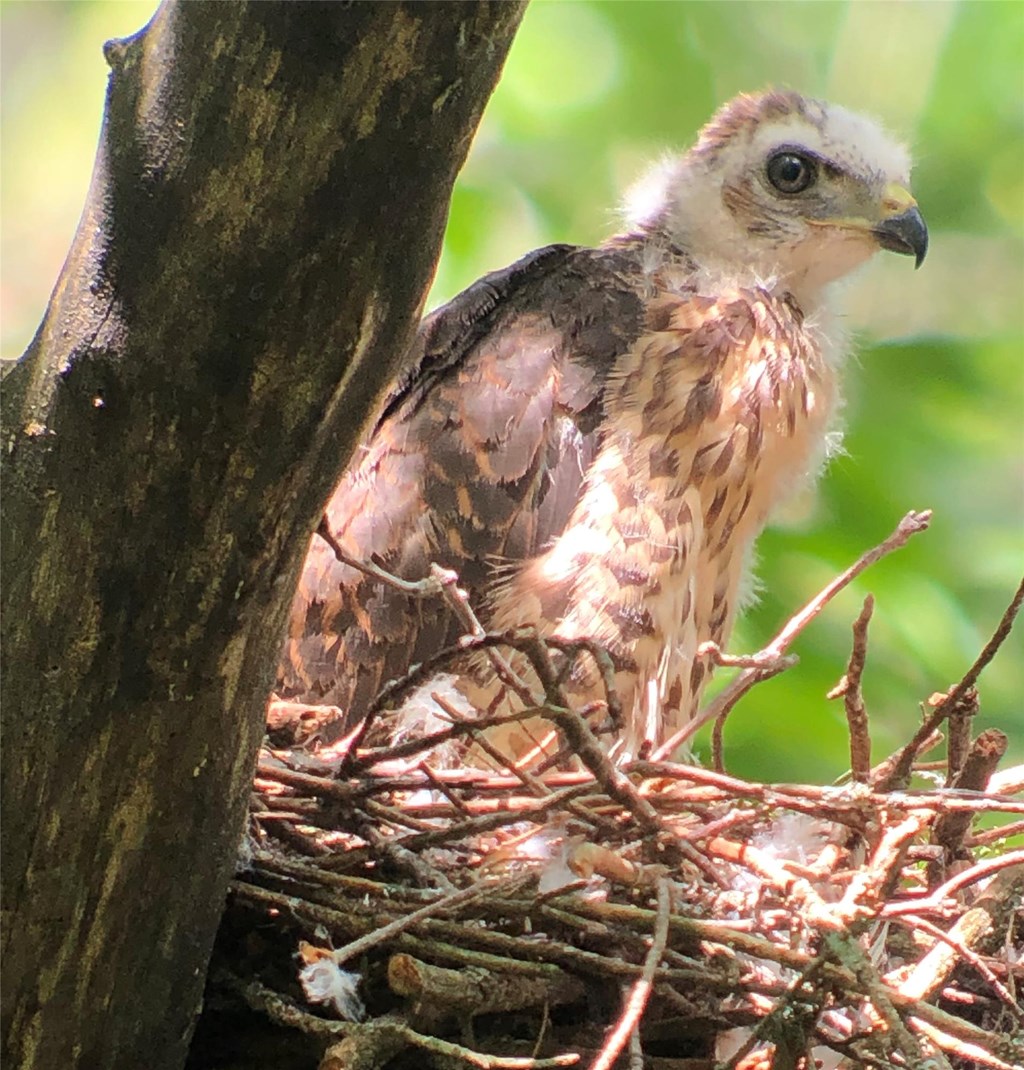 Young Broad-winged Hawk in a nest