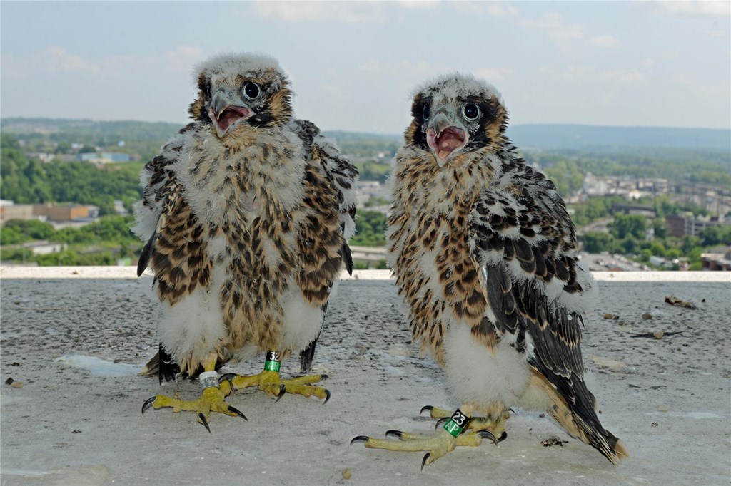 Banded Young Peregrine Falcons Banded Young Peregrine Falcons